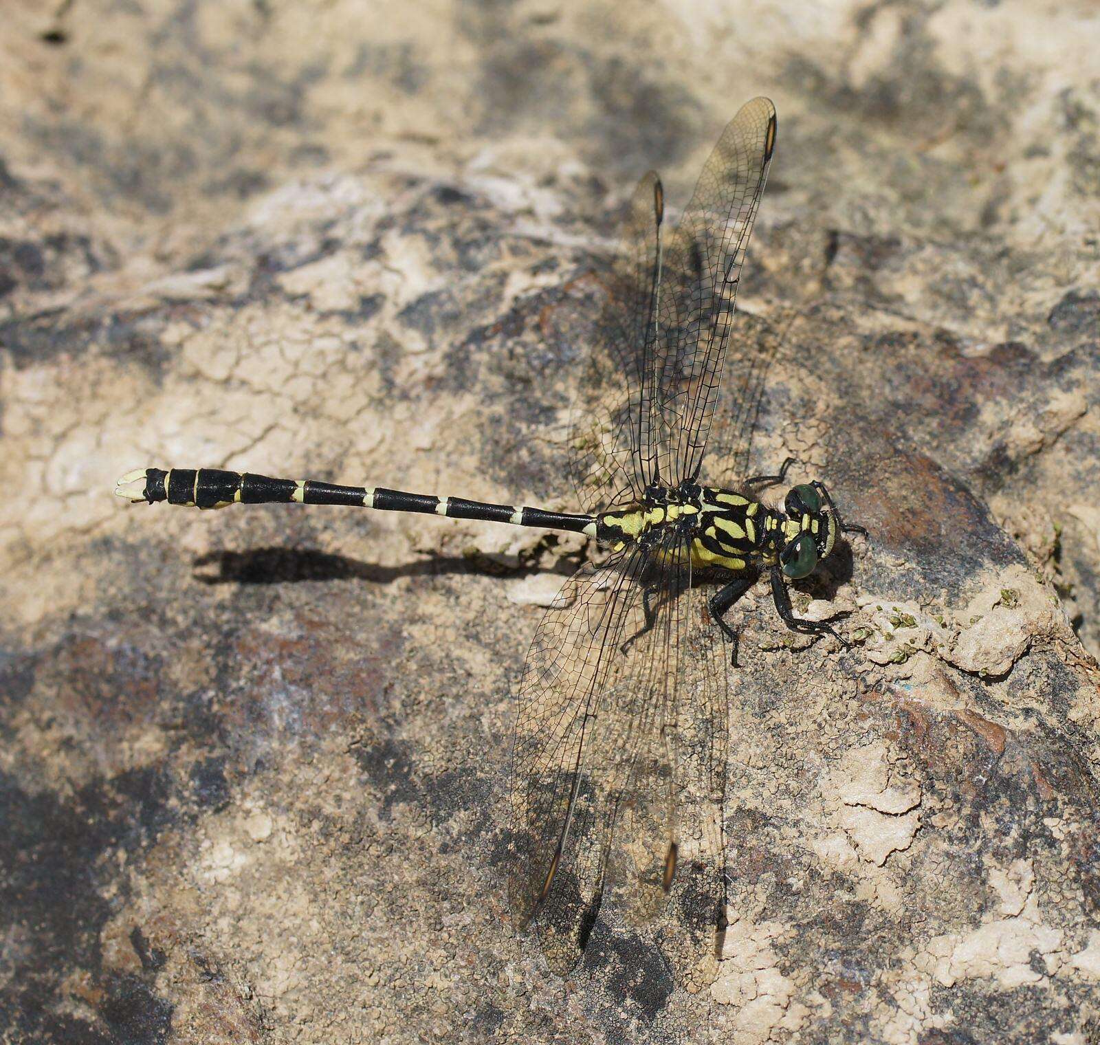 Image of Hemigomphus gouldii (Selys 1854)