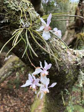 Imagem de Holcoglossum quasipinifolium (Hayata) Schltr.