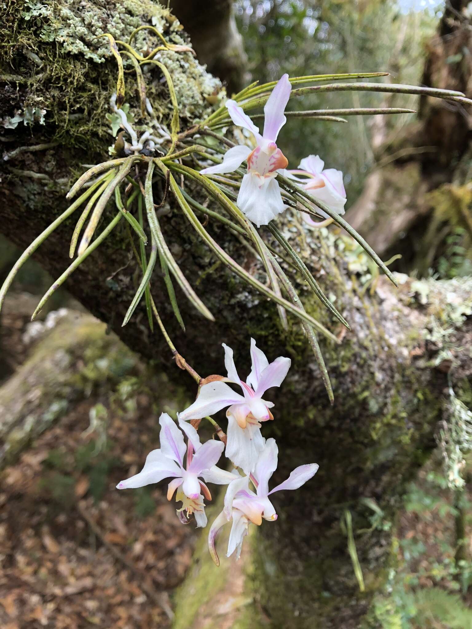 Image de Holcoglossum quasipinifolium (Hayata) Schltr.