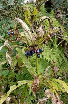 Image of Paeonia emodi Wall.