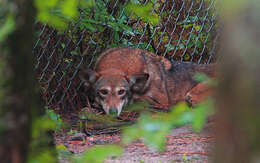 Image of Red wolf