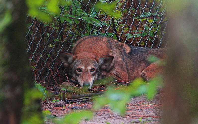 Image of Red wolf