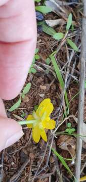 Image of Ranunculus bullatus subsp. bullatus