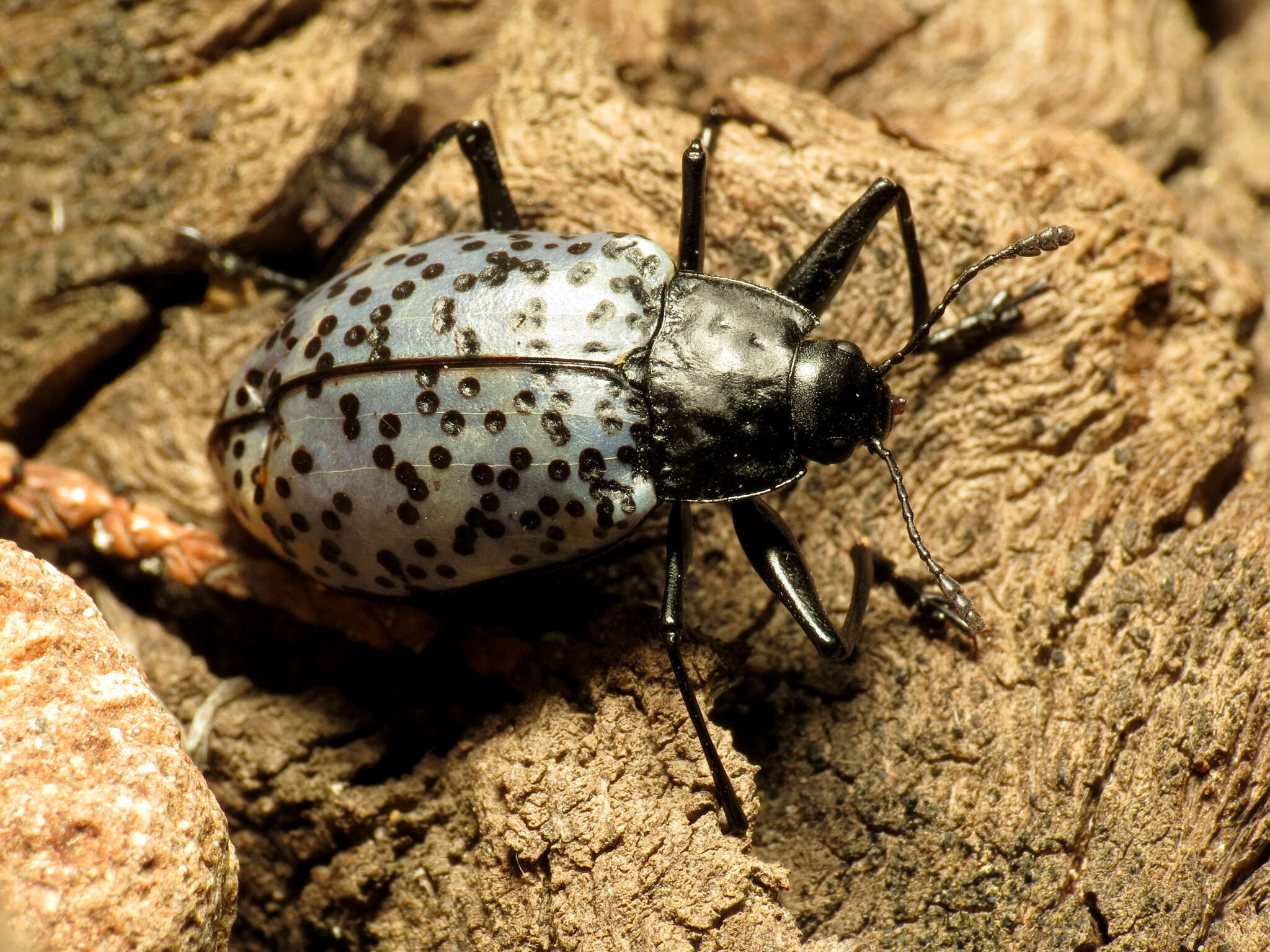 Image of Gibbifer californicus (Lacordaire 1842)