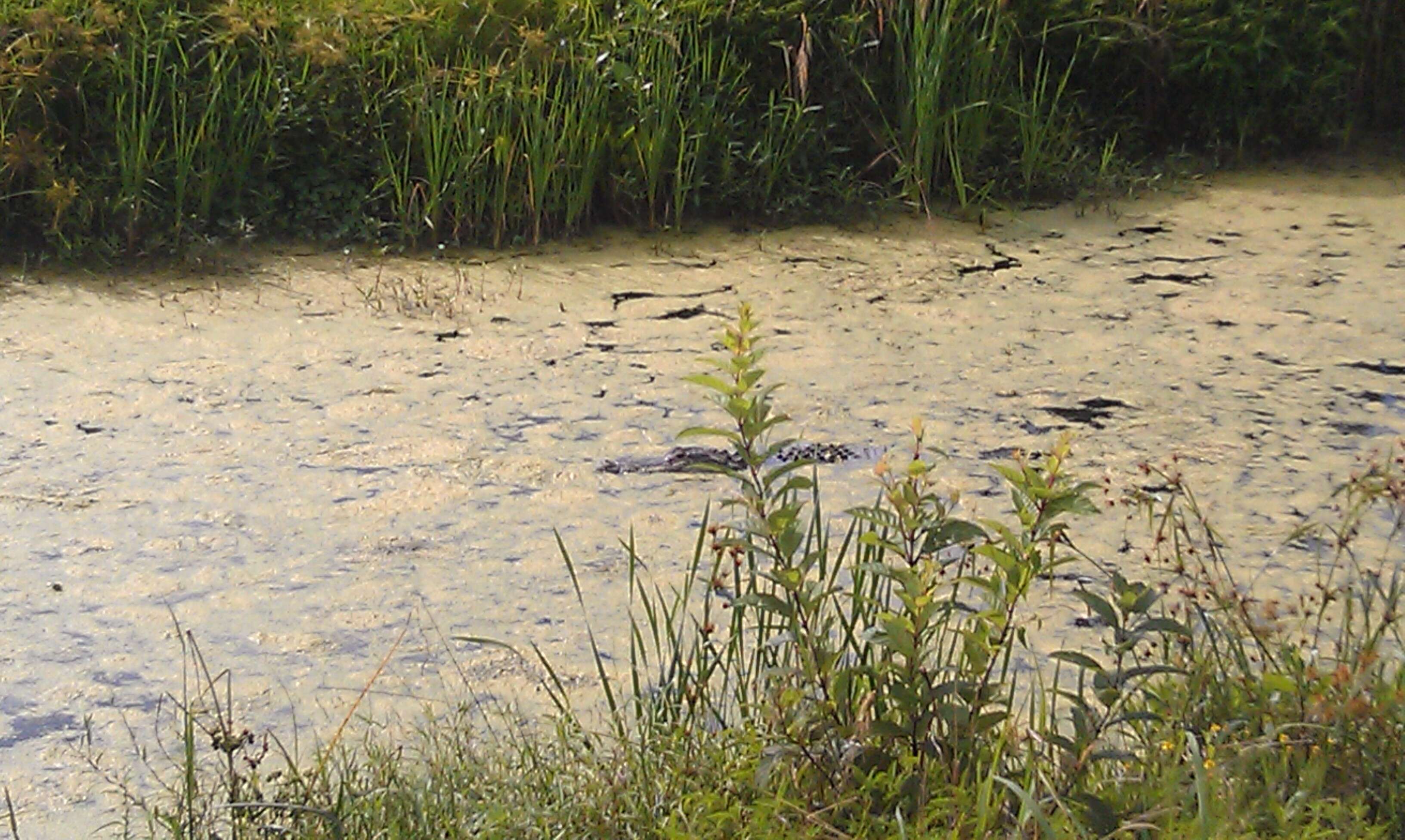 Image of alligators