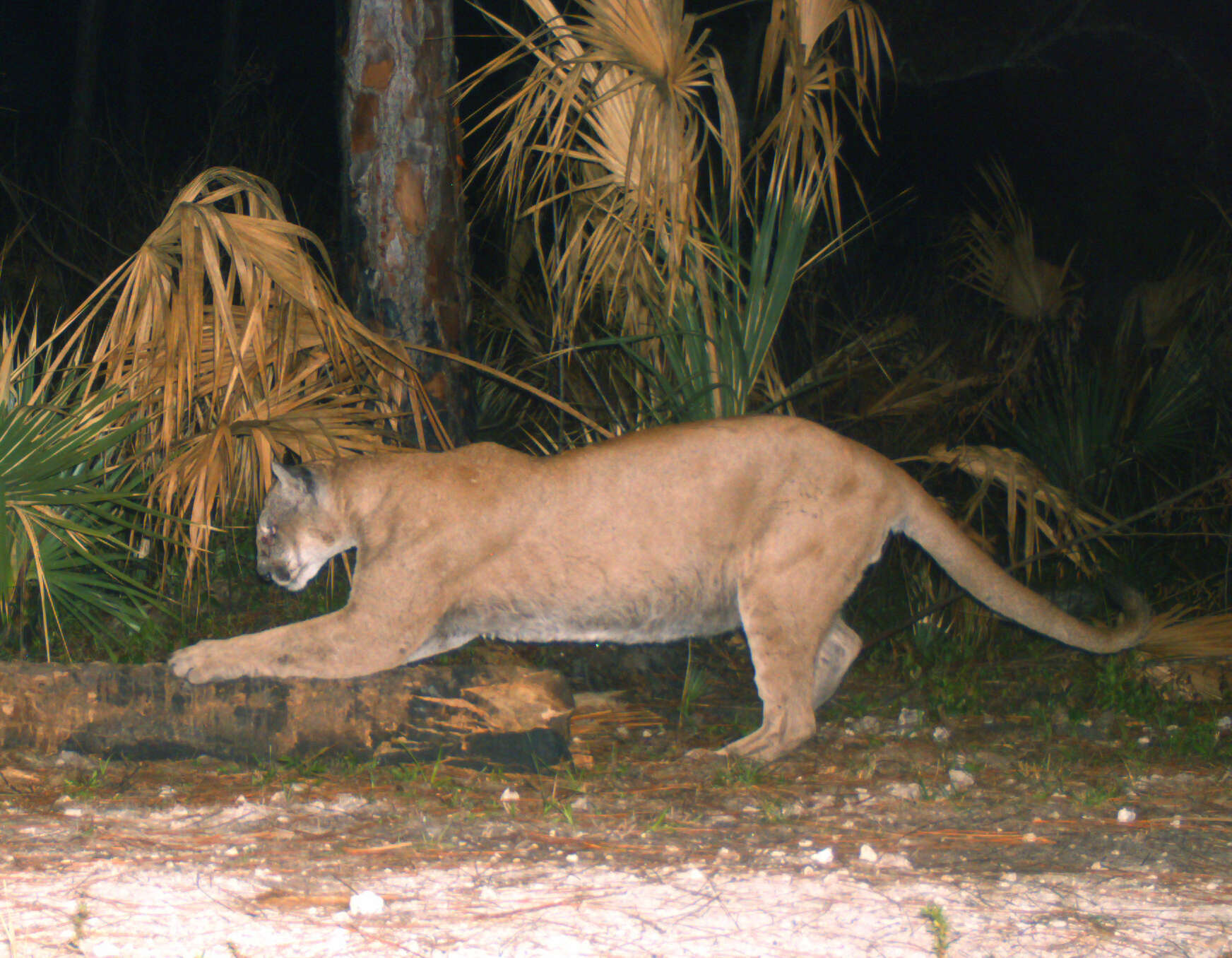 Image of Florida panther