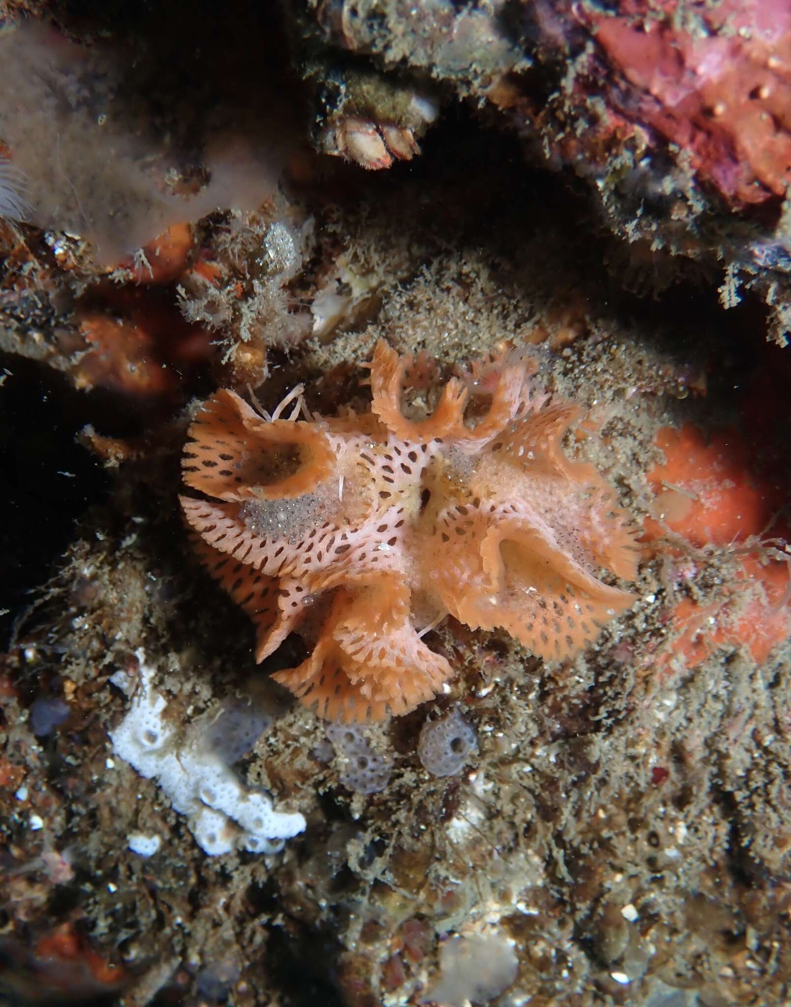 Image of Phidolopora pacifica (Robertson 1908)