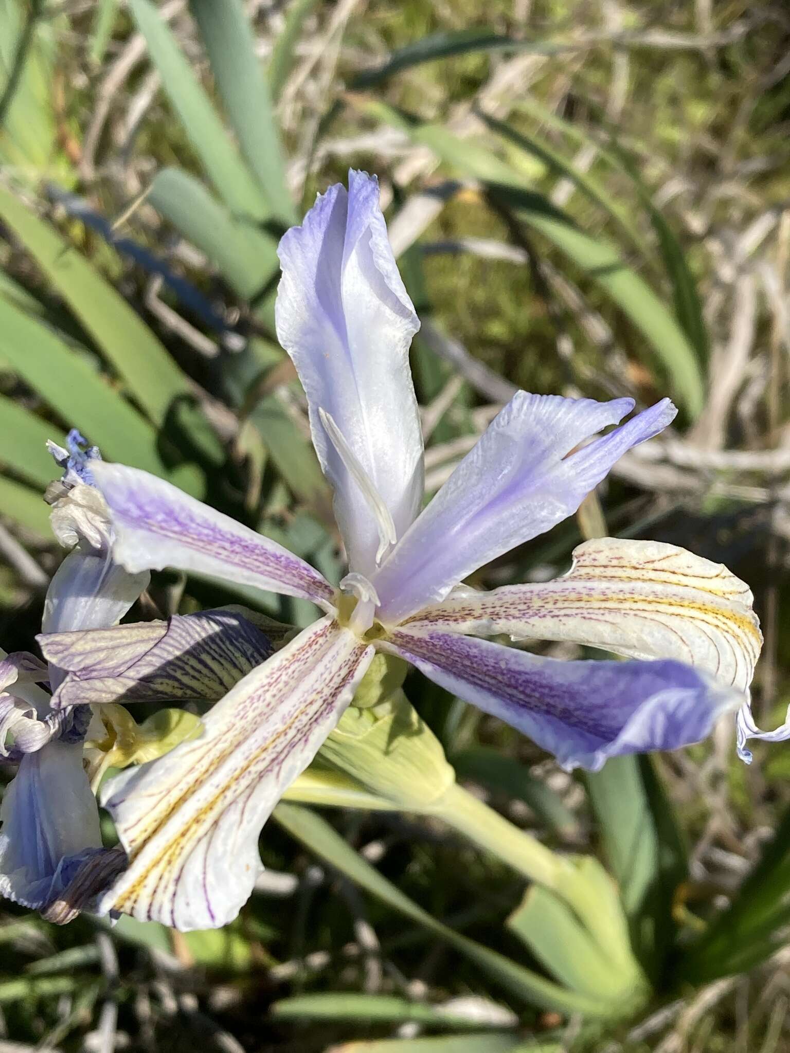 Plancia ëd Iris longipetala Herb.