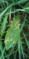 Image of bristly hawkbit