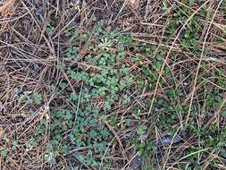 Image de Trifolium breweri S. Watson