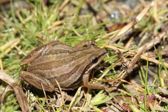 Image of Brimley's Chorus Frog