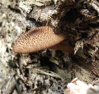 Plancia ëd Tricholomopsis formosa (Murrill) Singer 1951