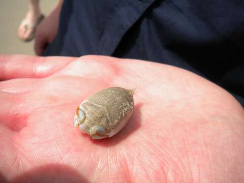 Image of mole crabs