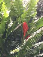 Image of Scarlet Banana