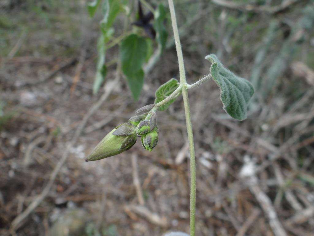 Sivun Matelea pilosa (Benth.) R. E. Woodson kuva