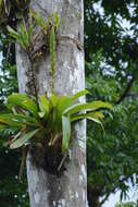 صورة Werauhia gladioliflora (H. Wendl.) J. R. Grant