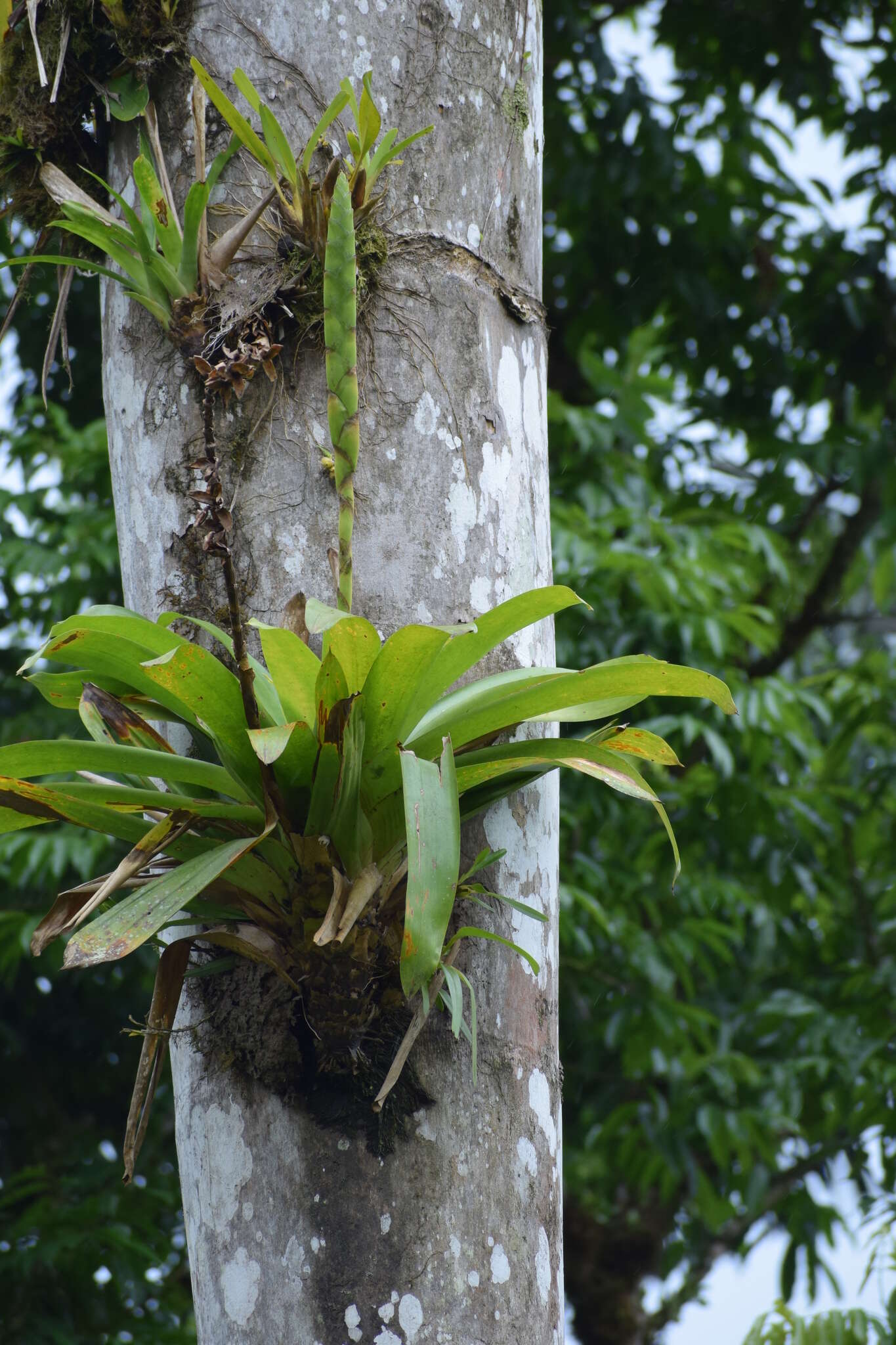 صورة Werauhia gladioliflora (H. Wendl.) J. R. Grant