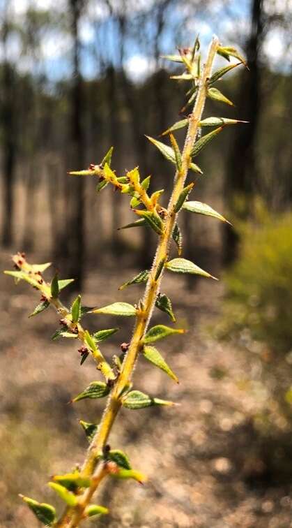 Imagem de Acacia amblygona A. Cunn. ex Benth.