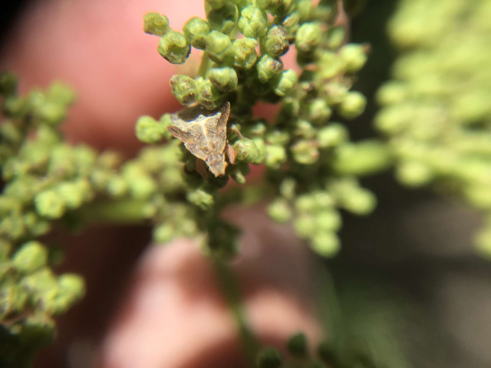 Imagem de Phymata maculata Kormilev 1957