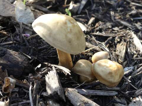 Image of Agrocybe smithii Watling & H. E. Bigelow 1983