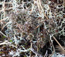 Cladonia crispata var. crispata (Ach.) Flot.的圖片