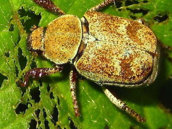 Image of Ectinohoplia rufipes (Motschulsky 1860)