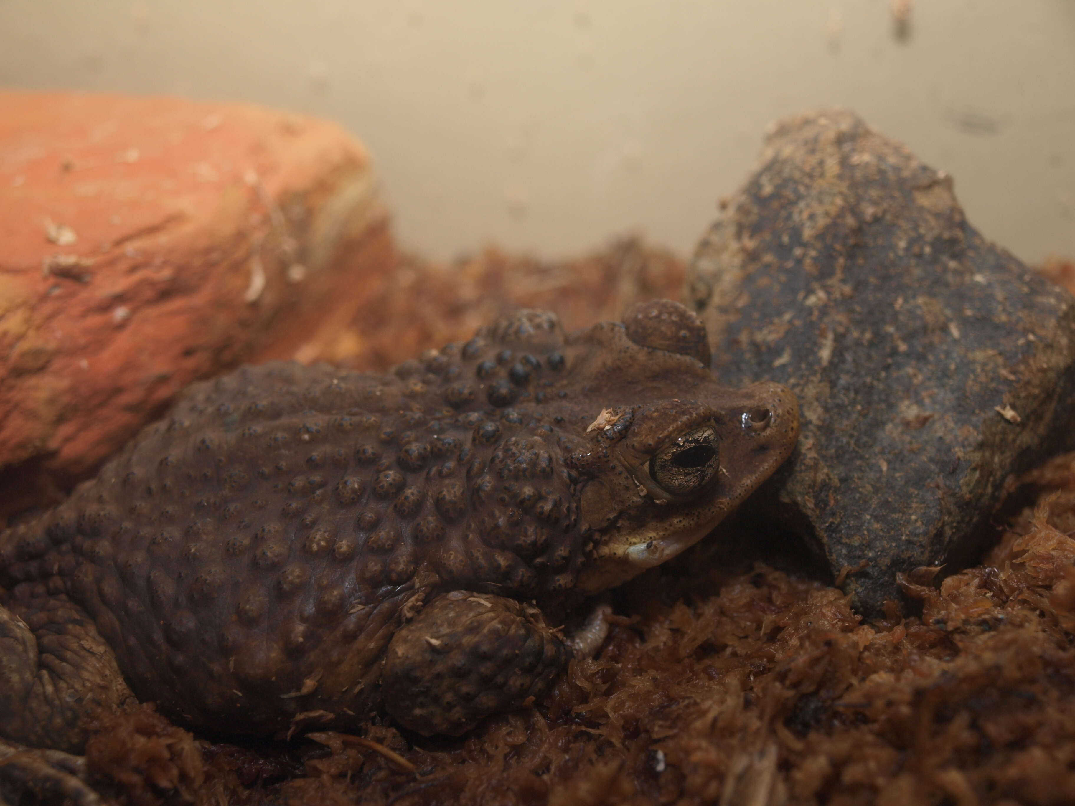 Image of Puerto Rican crested toad