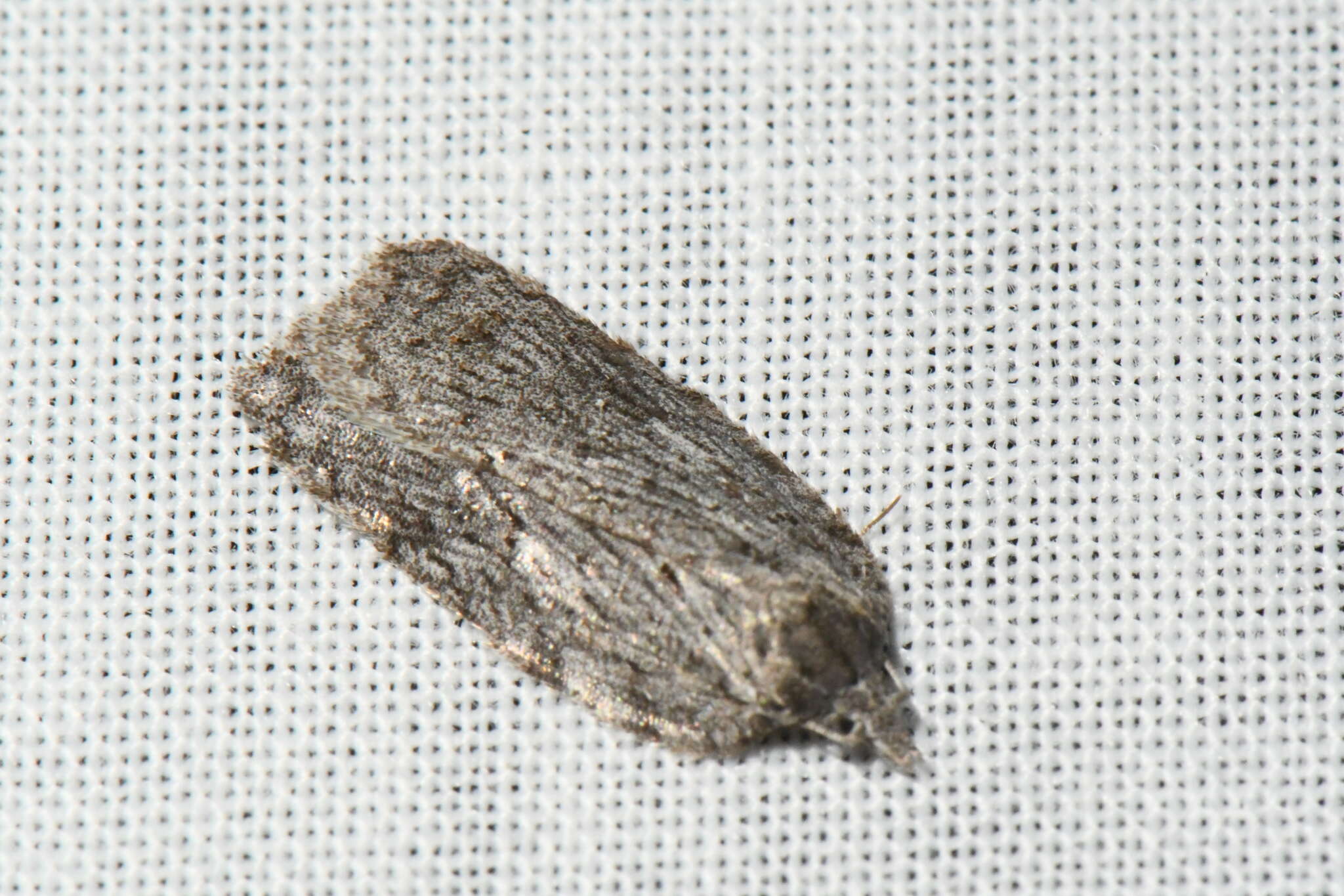 Image of Acleris maximana Barnes & Busck 1920