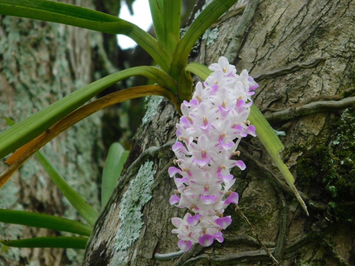 Image of Foxtail orchid