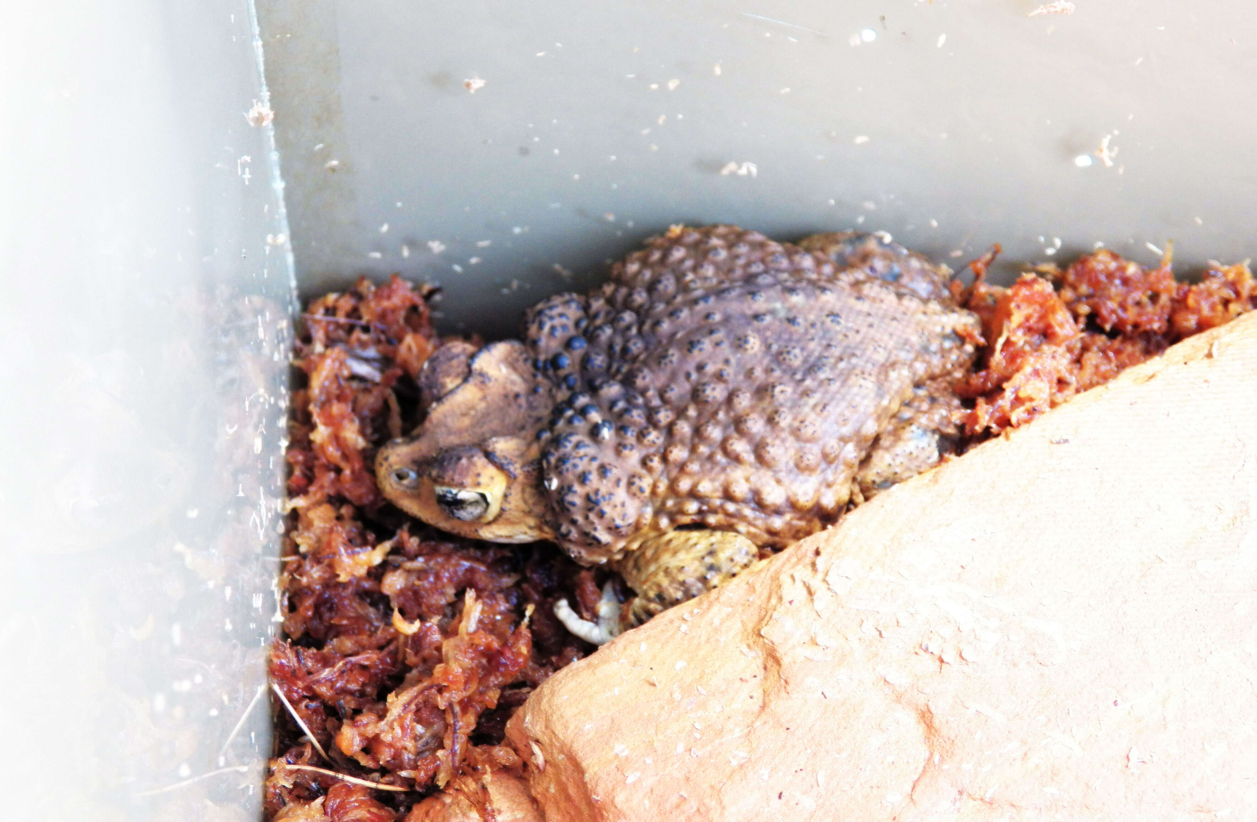 Image of Puerto Rican crested toad