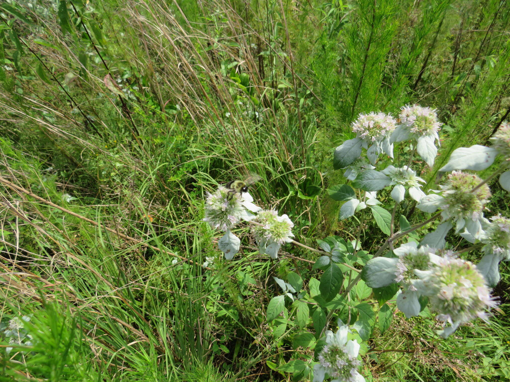 Image de Pycnanthemum loomisii Nutt.