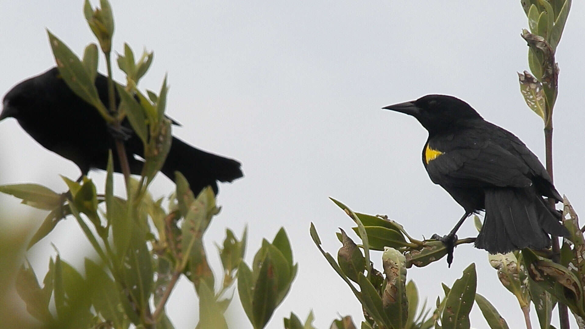 Image of Yellow-shouldered Blackbird