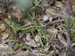 Image of Lacerta agilis agilis Linnaeus 1758