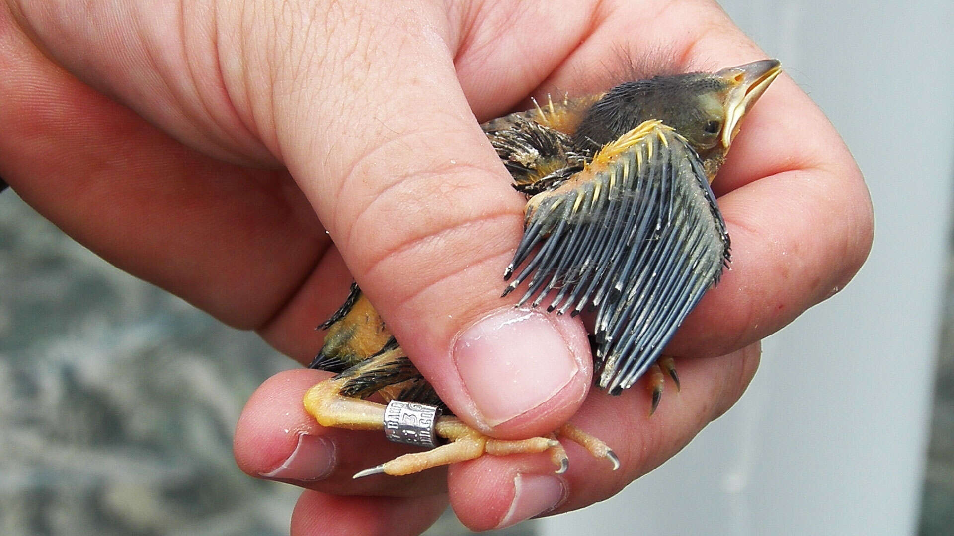 Image of Yellow-shouldered Blackbird