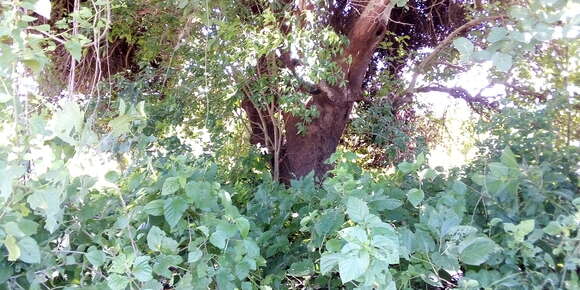 صورة Coccoloba barbadensis Jacq.