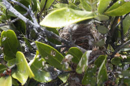 Image of Yellow-shouldered Blackbird