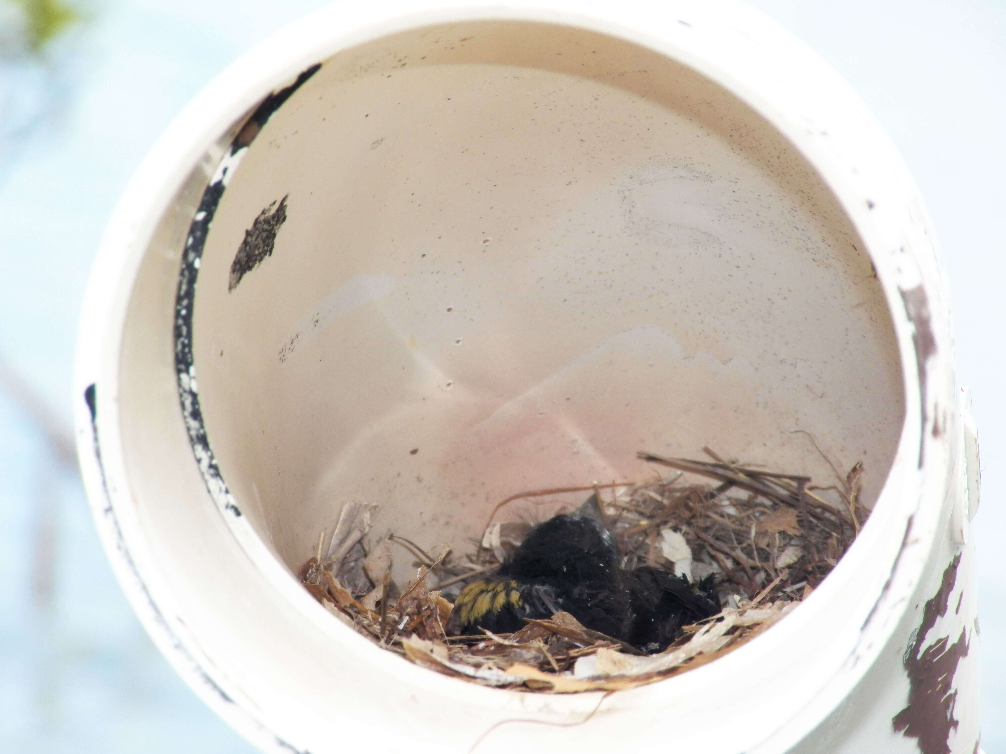 Image of Yellow-shouldered Blackbird