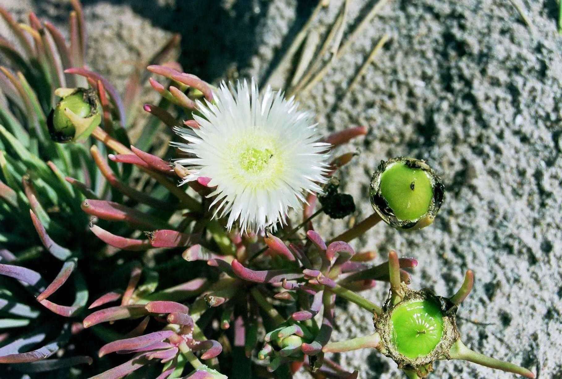 Imagem de Conicosia pugioniformis subsp. alborosea (L. Bol.) Ihlenfeldt & Gerbaulet