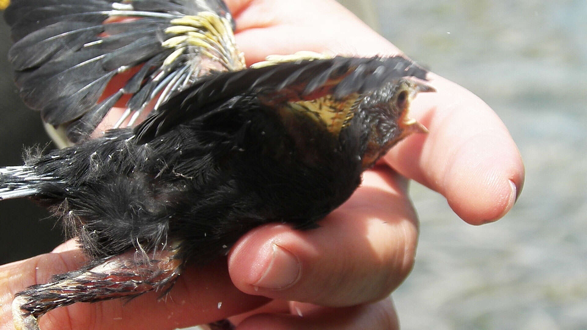 Image of Yellow-shouldered Blackbird