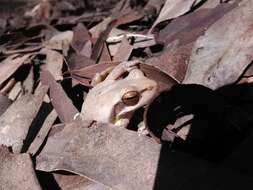 Image of Alpine Tree Frog