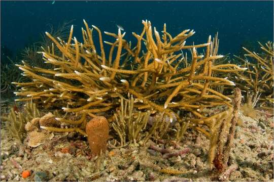 Image of Staghorn Coral