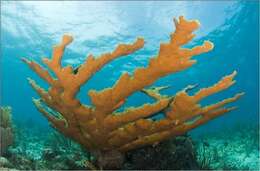 Image of Elkhorn Coral