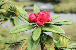 Image of Rhododendron arboreum subsp. zeylanicum (Booth) Tagg