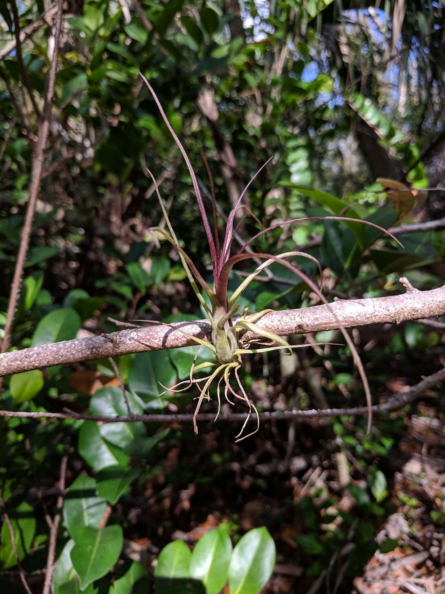 Plancia ëd Tillandsia balbisiana Schult. & Schult. fil.