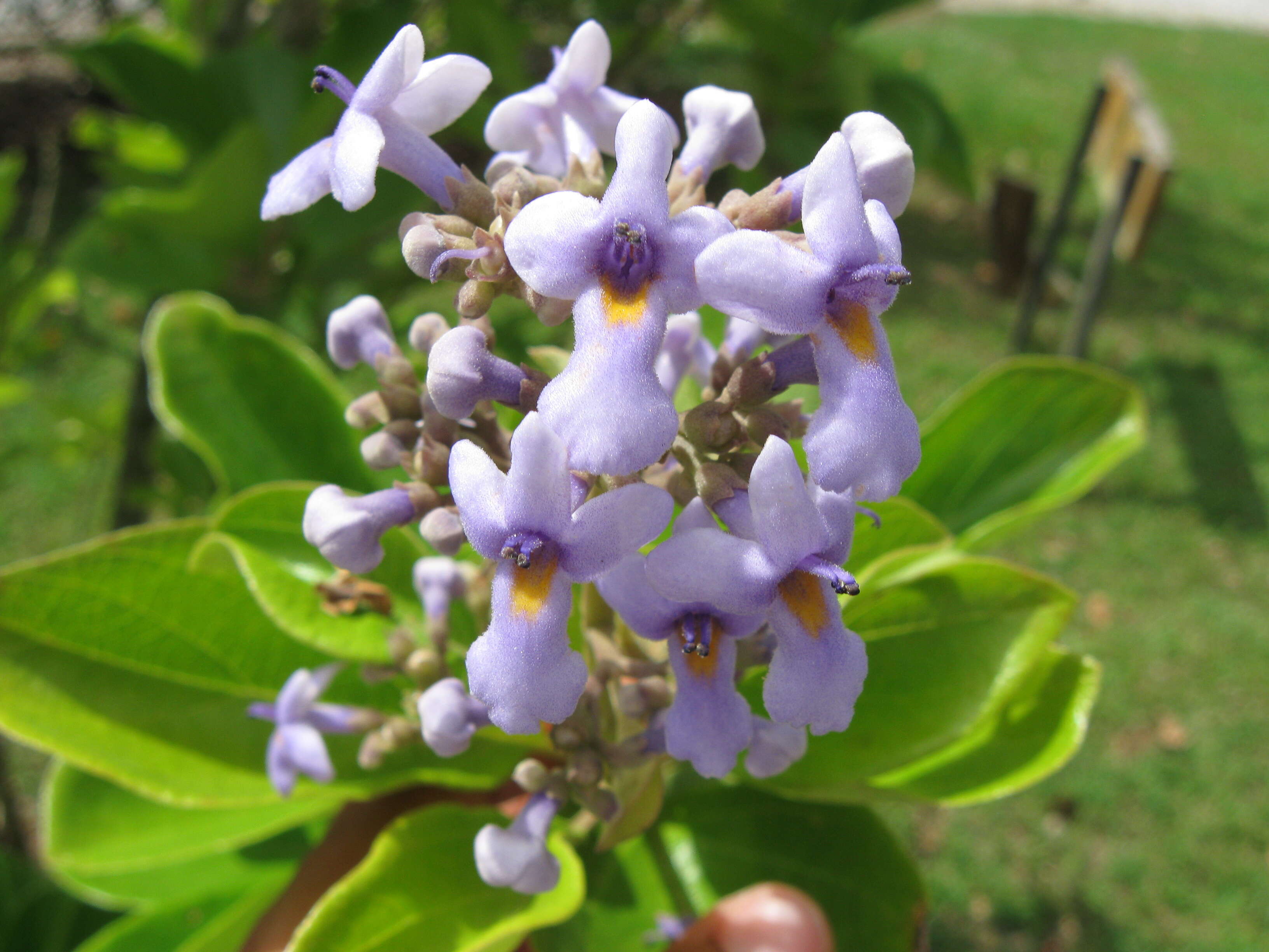 Image of Tropical-Lilac