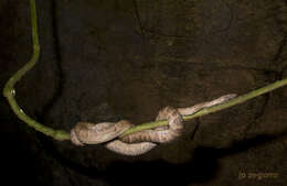 Image of Puerto Rican Boa