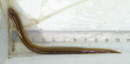 Image of European brook lamprey