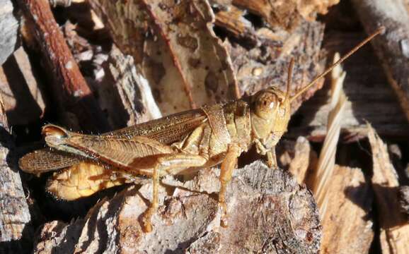 Melanoplus cinereus cyanipes Scudder & S. H. 1897的圖片