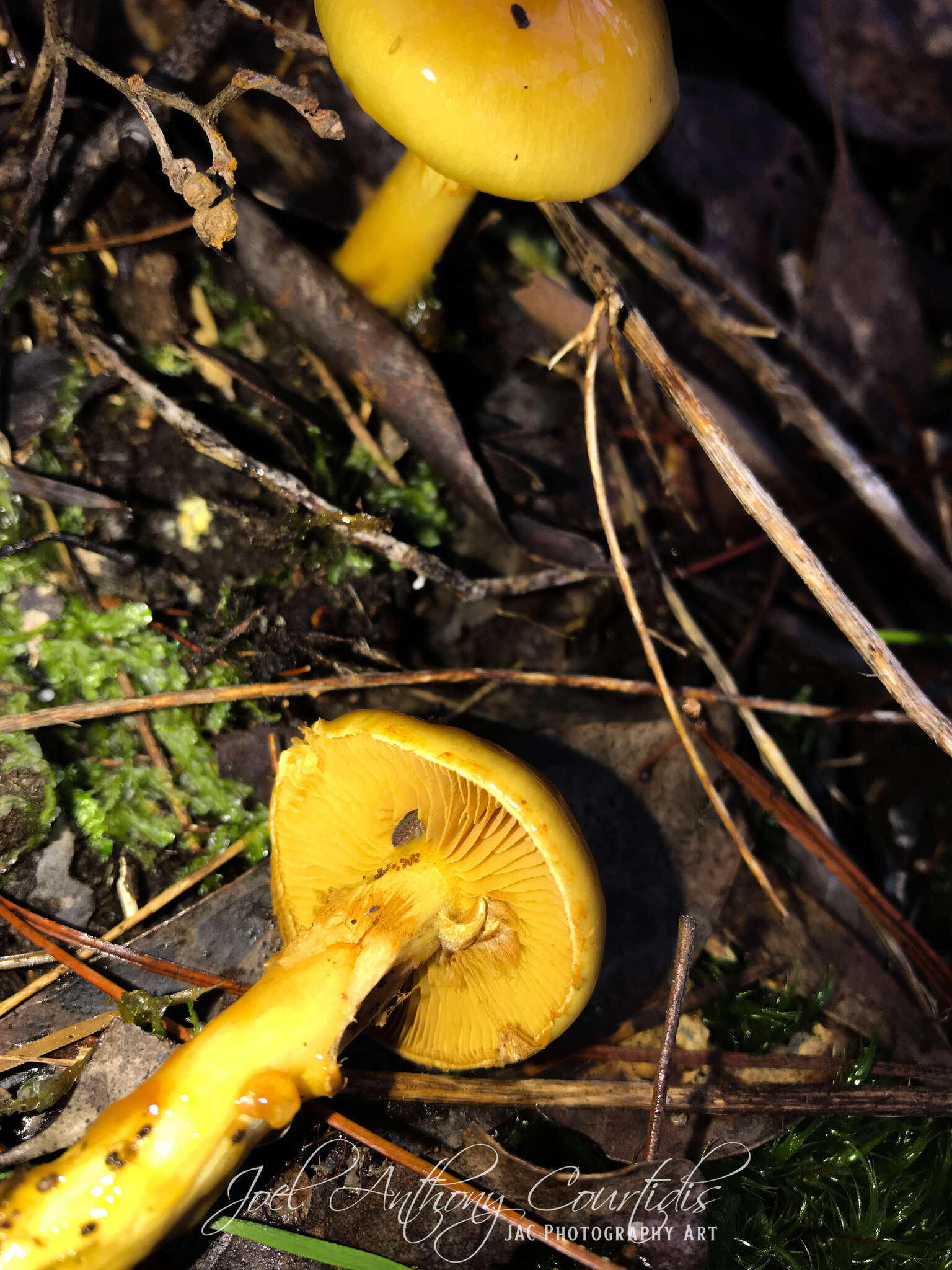 Image of Cortinarius sinapicolor Cleland 1933