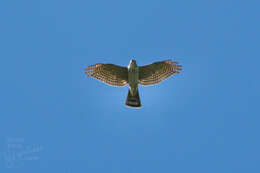 Image of Accipiter gularis gularis (Temminck & Schlegel 1845)